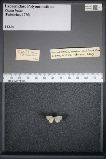 Media type: image;   Entomology 50017